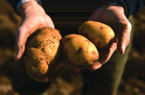Mayan Queen potatoes